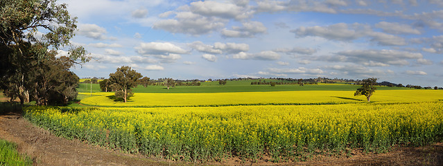 Image showing Canola Plantation crop