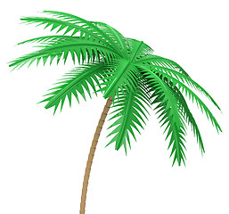 Image showing the palm tree