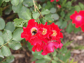 Image showing Wild rose flower