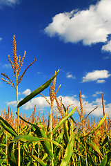 Image showing Corn field