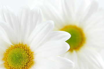 Image showing White daisies