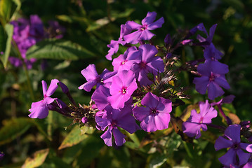 Image showing Phlox flowers.