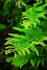 Image showing Fern