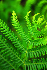 Image showing Fern leaf