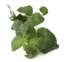 Image showing fresh mint