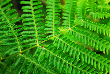 Image showing Fern leaf