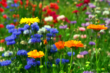 Image showing Flower background