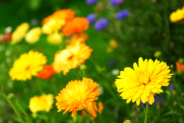 Image showing Flower background