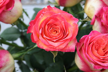 Image showing Pink Roses