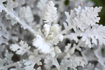 Image showing white flowers.