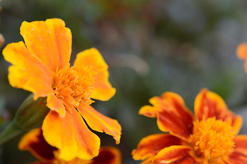 Image showing very beautiful bright orange flower in macro