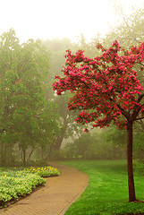 Image showing Foggy park