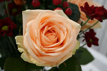 Image showing Rose