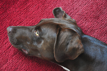 Image showing Dog is lying on a deep red carpet