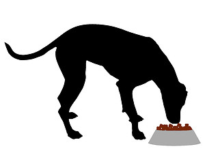 Image showing Dog feeding