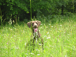 Image showing Brown dog nearly hidden in the open countryside