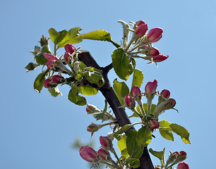 Image showing Apple blooms