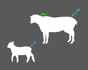 Image showing Sheep gets immunization against diseases caused by midge bites