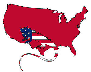 Image showing Iguana United States of America