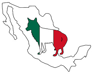 Image showing Coyote Mexico