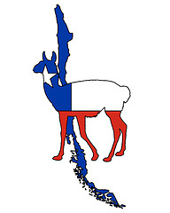 Image showing Guanaco Chile