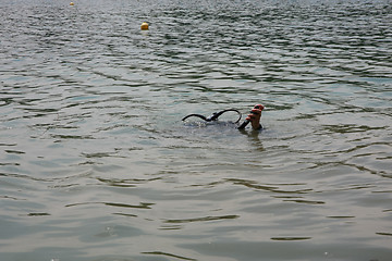 Image showing Diver