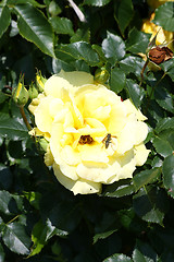 Image showing Bee on yellow rose