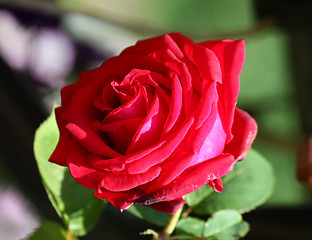 Image showing Red rose