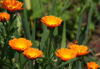 Image showing Marigold