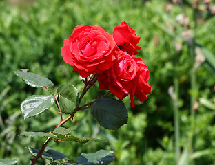 Image showing Red rose