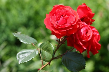 Image showing Red rose