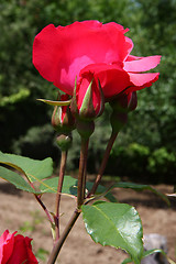 Image showing Red rose