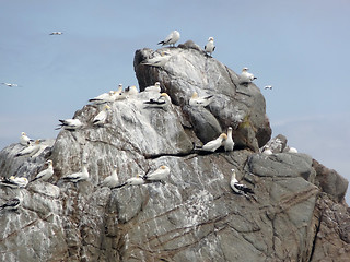 Image showing bird sanctuary at Seven Islands