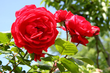 Image showing Red rose