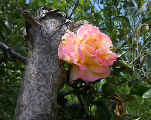 Image showing Yellow and pink rose 