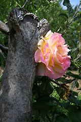 Image showing Yellow and pink rose