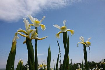 Image showing Yellow Iris