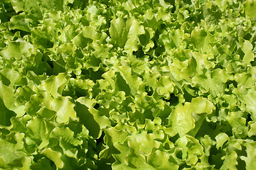 Image showing Lettuce growing