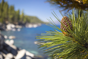 Image showing Beautiful Pine Cone on Tree Near Lake Shore