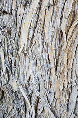 Image showing Aged Wood Texture on Old Tree