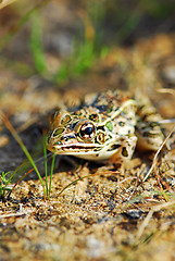 Image showing Frog