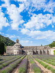 Image showing Lavander field