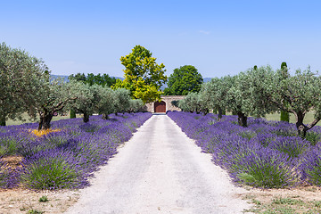 Image showing Lavander garden