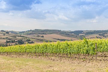 Image showing Tuscan wineyard