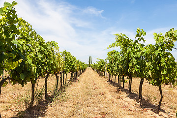 Image showing Provence vineyard