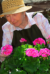 Image showing Senior woman gardening