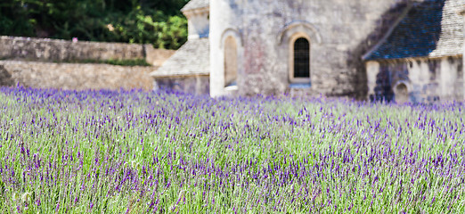 Image showing Lavander field