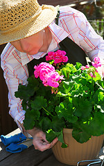 Image showing Senior woman gardening