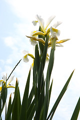 Image showing Yellow Iris