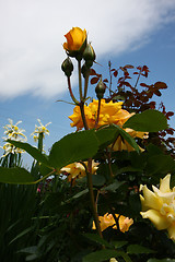 Image showing Yellow rose